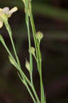 Stiff yellow flax